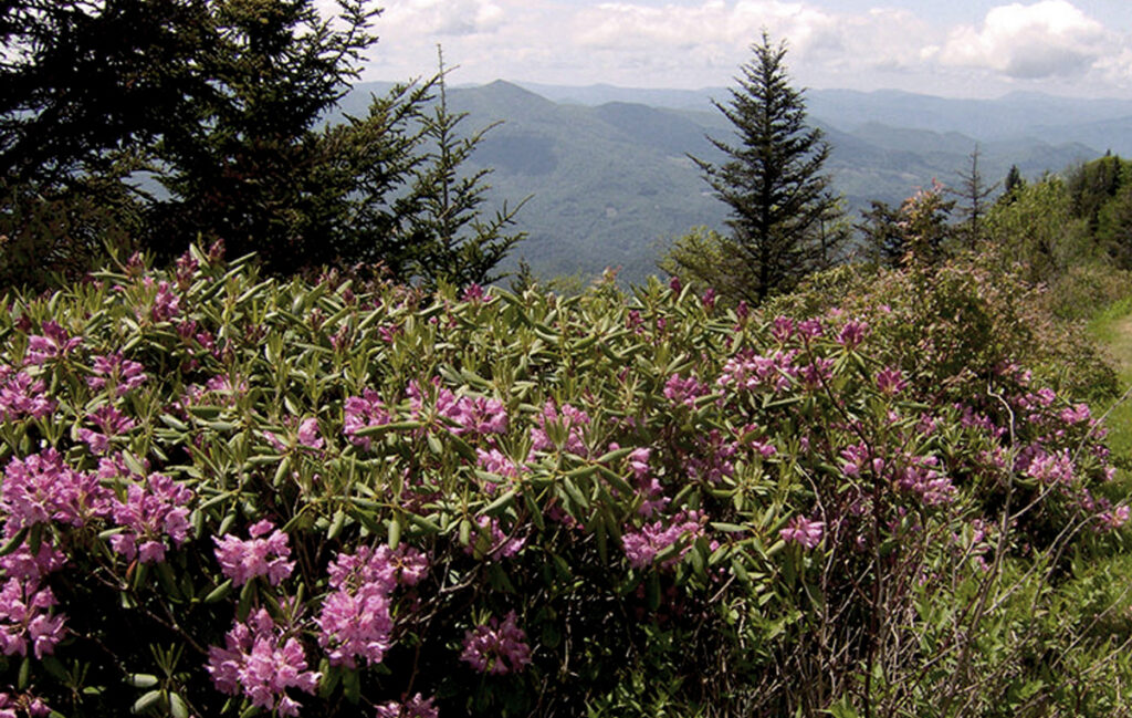 Catawba Rhododendrons